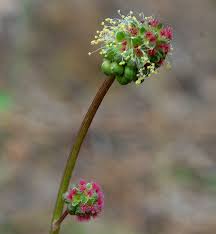 Attēlu rezultāti vaicājumam “Poterium sanguisorba flower”