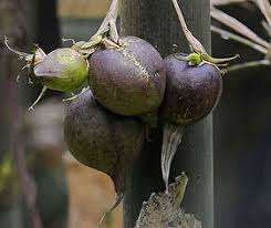 Attēlu rezultāti vaicājumam “Silene baccifera fruit”