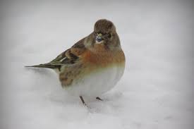 Attēlu rezultāti vaicājumam “Fringilla montifringilla male”