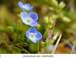 Attēlu rezultāti vaicājumam “Veronica persica flower”