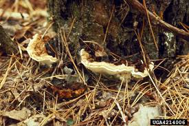 Attēlu rezultāti vaicājumam “Heterobasidion annosum”