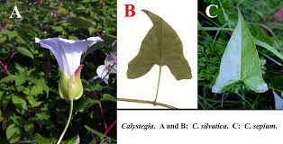 Attēlu rezultāti vaicājumam “Calystegia sepium fruit”