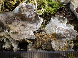 Attēlu rezultāti vaicājumam “Peltigera extenuata”