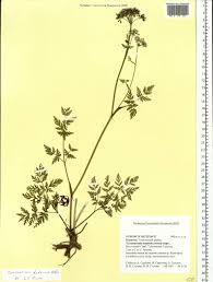 Attēlu rezultāti vaicājumam “Conioselinum tataricum”