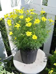 Image result for Coreopsis