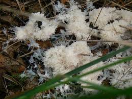 Attēlu rezultāti vaicājumam “Symphytocarpus impexus”