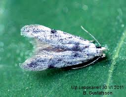 Attēlu rezultāti vaicājumam “Carpatolechia alburnella”