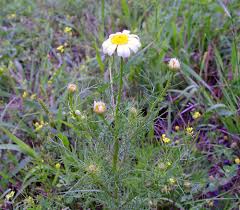 Attēlu rezultāti vaicājumam “Tripleurospermum inodorum flower”