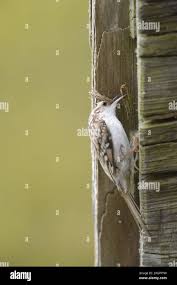 Attēlu rezultāti vaicājumam “Certhia familiaris adult”