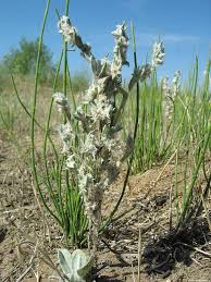 Attēlu rezultāti vaicājumam “Filago arvensis”