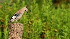 Attēlu rezultāti vaicājumam “Garrulus glandarius adult”