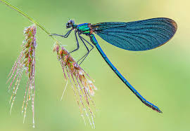 Attēlu rezultāti vaicājumam “Calopteryx virgo female”