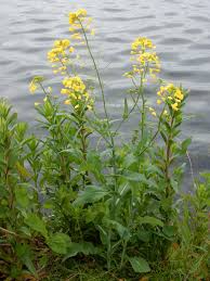 Attēlu rezultāti vaicājumam “Brassica napus”