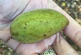 Attēlu rezultāti vaicājumam “Juglans cinerea fruit”