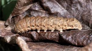 Attēlu rezultāti vaicājumam “Noctua fimbriata larva”