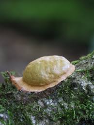 Attēlu rezultāti vaicājumam “Fuligo luteonitens macro”