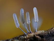 Attēlu rezultāti vaicājumam “Stemonitopsis typhina spores”