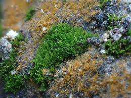 Attēlu rezultāti vaicājumam “Gyroweisia tenuis”