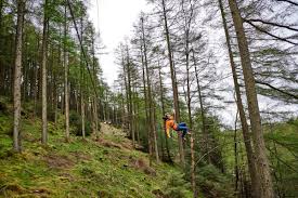 Image result for Go Ape! Grizedale