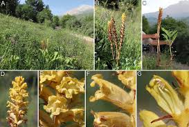 Attēlu rezultāti vaicājumam “Orobanche elatior flower”