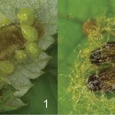Attēlu rezultāti vaicājumam “Orthosia sp.”