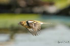Attēlu rezultāti vaicājumam “Fringilla coelebs”