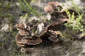 Attēlu rezultāti vaicājumam “Thelephora terrestris”
