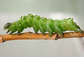 Attēlu rezultāti vaicājumam “Abrostola tripartita”