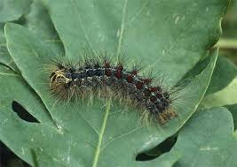 Attēlu rezultāti vaicājumam “Lymantria dispar larva”