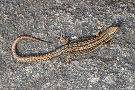 Attēlu rezultāti vaicājumam “Lacerta vivipara”