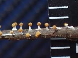 Attēlu rezultāti vaicājumam “Physarum melleum”