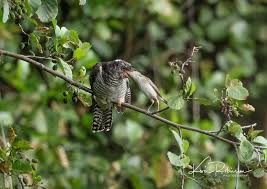 Attēlu rezultāti vaicājumam “Cuculus canorus juvenile”