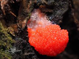 Attēlu rezultāti vaicājumam “Tubifera sp.”