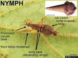 Attēlu rezultāti vaicājumam “Nabidae”