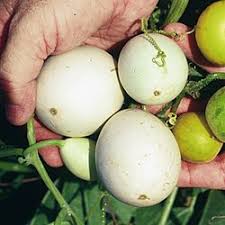 Attēlu rezultāti vaicājumam “Cucurbita pepo fruit”
