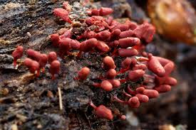 Attēlu rezultāti vaicājumam “Arcyria denudata macro”