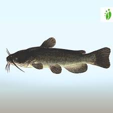 Image result for Ameiurus catus