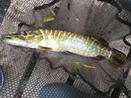 Image result for Plough Angling Society