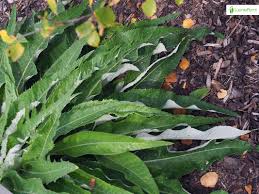 Attēlu rezultāti vaicājumam “Cirsium heterophyllum leaf”