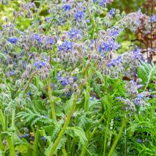 Image result for Borago officinalis