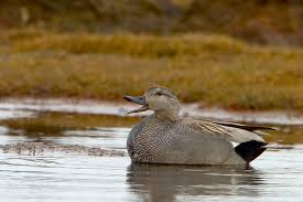 Attēlu rezultāti vaicājumam “Anas strepera”