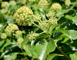Attēlu rezultāti vaicājumam “Hedera helix  flower”