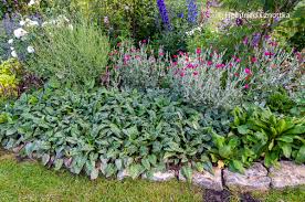 Image result for Lungenkraut