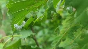 Attēlu rezultāti vaicājumam “Eriocampa ovata larva”