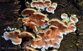 Attēlu rezultāti vaicājumam “Steccherinum ochraceum”