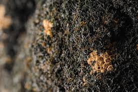 Attēlu rezultāti vaicājumam “Licea pygmaea spores”