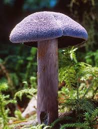 Attēlu rezultāti vaicājumam “Cortinarius violaceus”