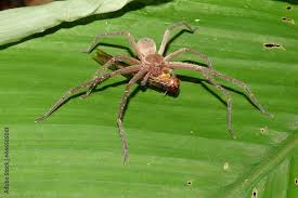 Attēlu rezultāti vaicājumam “Lycosidae”