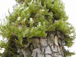 Attēlu rezultāti vaicājumam “Neckera pennata”