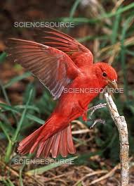Image result for Piranga rubra